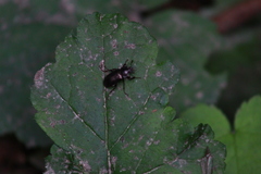 Platyceroides infernus