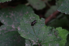 Platyceroides infernus