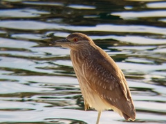 Nycticorax nycticorax