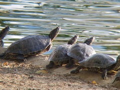 Trachemys scripta elegans