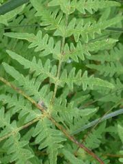 Histiopteris
