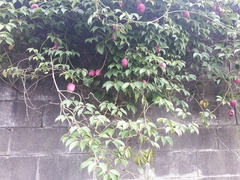 Stauntonia hexaphylla