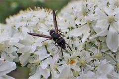 Parancistrocerus pensylvanicus
