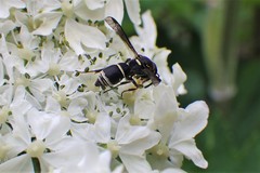 Parancistrocerus pensylvanicus
