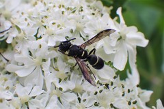Parancistrocerus pensylvanicus