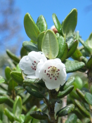 Eucryphia milliganii