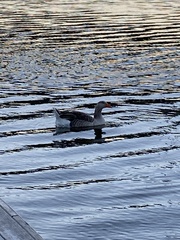 Anser anser domesticus