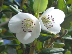 Eucryphia milliganii