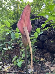 Amorphophallus commutatus