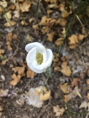 Calochortus nuttallii