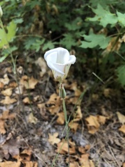 Calochortus nuttallii