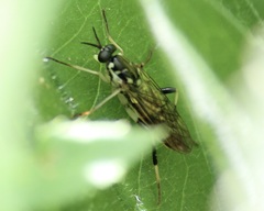 Xylomya tenthredinoides