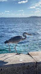 Ardea cinerea