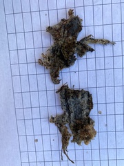 Sceloporus olivaceus