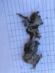 Sceloporus olivaceus