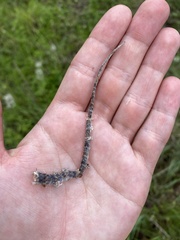 Sceloporus olivaceus