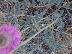 Dalea ornata