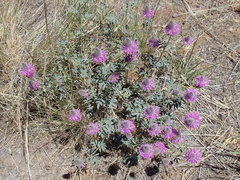 Dalea ornata