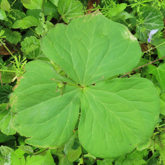 Trillium apetalon