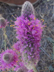 Dalea ornata