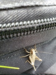 Atlanticus testaceus