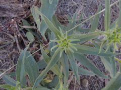 Helianthus cusickii