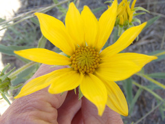 Helianthus cusickii