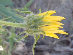 Helianthus cusickii
