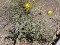 Helianthus cusickii