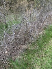 Vincetoxicum rossicum