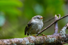 Acanthisitta chloris