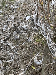 Vincetoxicum rossicum