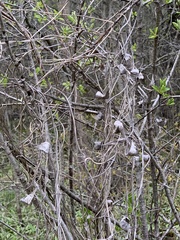 Vincetoxicum rossicum