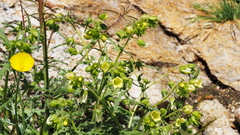 Emmenanthe penduliflora penduliflora