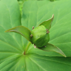 Trillium apetalon