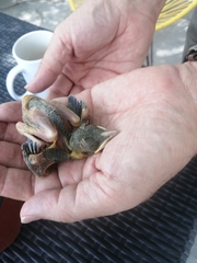 Turdus rufopalliatus