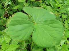 Trillium apetalon