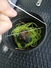 Turdus rufopalliatus