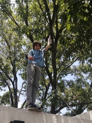 Turdus rufopalliatus