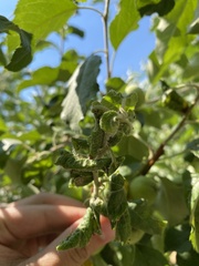 Dysaphis plantaginea