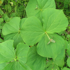Trillium apetalon