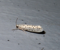 Yponomeuta multipunctella