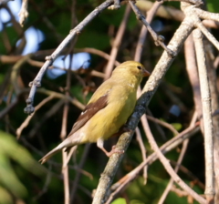 Spinus tristis tristis