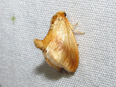 Tortricidia testacea