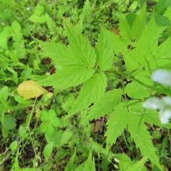 Cardamine leucantha
