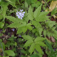 Cardamine leucantha