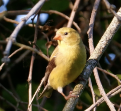 Spinus tristis tristis