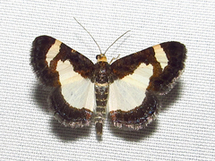 Heliomata cycladata