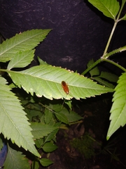 Ischnoptera bilunata