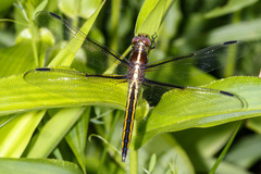 Libellula luctuosa